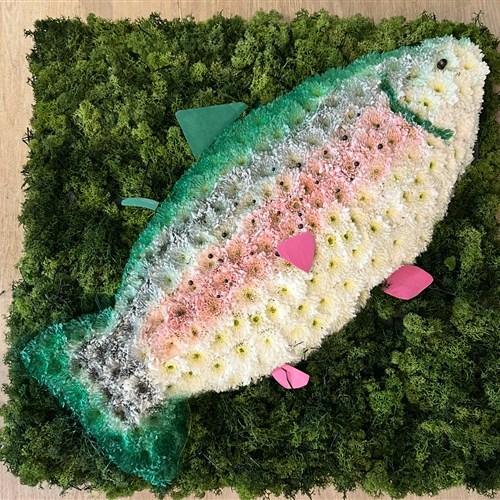 Rainbow trout 